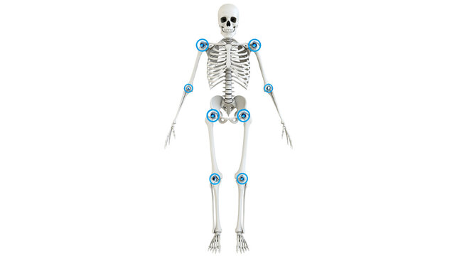 Human skeleton with blue joint indicators, isolated on transparent background