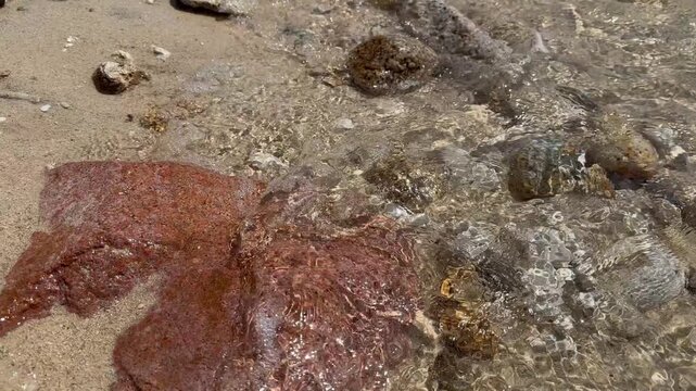 octopus on the beach
