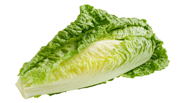 Fresh green romaine lettuce head crisp leaves, isolated on transparent background