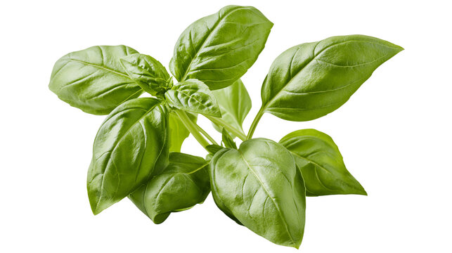 Fresh green basil herb sprig with textured leaves, isolated on transparent background