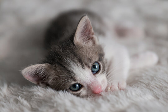 Cute tabby short hair kitten. kittens sleep on a bed . Top down view web banner. adorable cats. Postcard concept