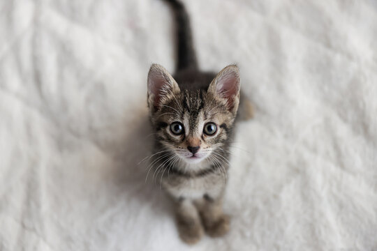 Cute tabby short hair kitten. kittens sleep on a bed . Top down view web banner. adorable cats. Postcard concept