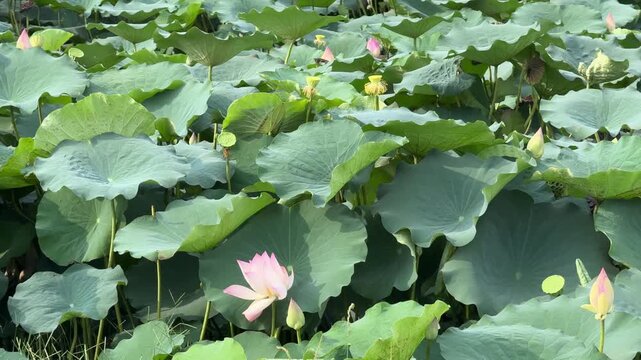 plants of indian lotus in a pond in monsoon. they grow so fast in pond in water. also known india's national flower"lotus"	
