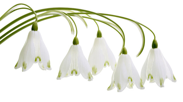 Delicate white snowdrop flowers with green markings, isolated on transparent background