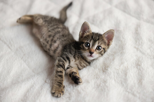 Cute tabby short hair kitten. kittens sleep on a bed . Top down view web banner. adorable cats. Postcard concept