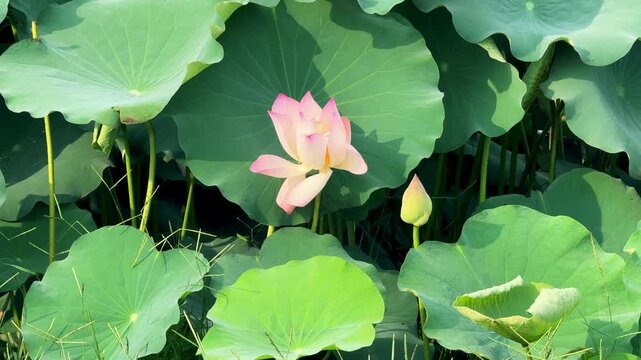 plants of indian lotus in a pond in monsoon. they grow so fast in pond in water. also known india's national flower"lotus"	

