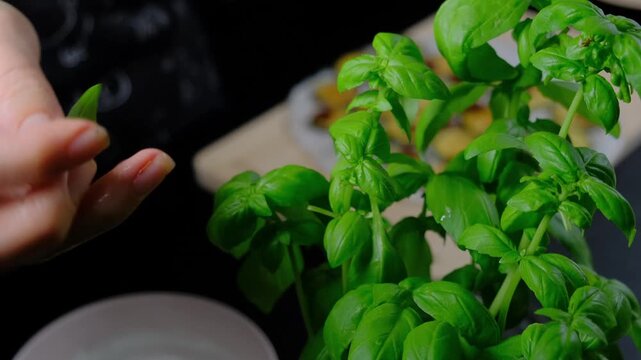 Close-up of adult hands gently arranging fresh green basil leaves on a wooden kitchen counter during cooking, with a plate of roasted vegetables in the blurred background, indoors at Cooking location.