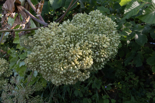Giant hogweed seeds forming on an invasive toxic plant