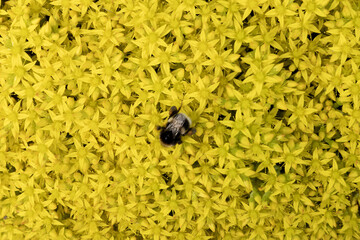 Bumblebee collecting nectar on bright yellow stonecrop flowers © Pavlo