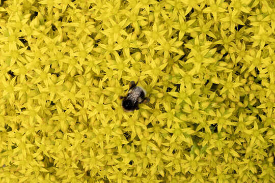 Bumblebee collecting nectar on bright yellow stonecrop flowers