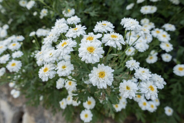 Fototapeta premium Feverfew blooming in a garden