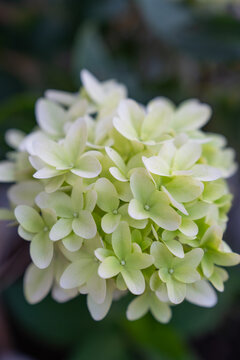 Close-up shot of light green and white hydrangea flower head