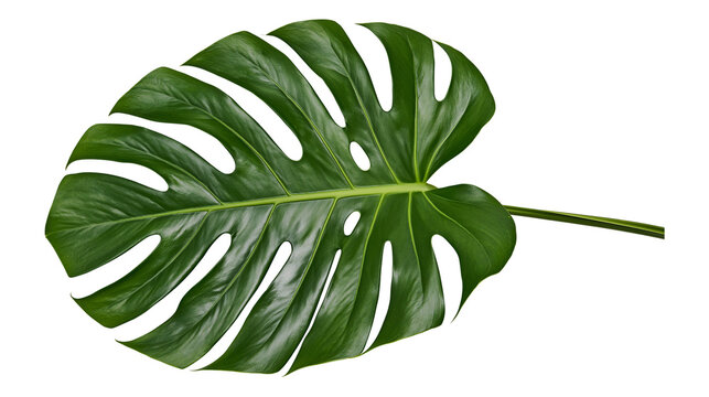 Large green monstera deliciosa leaf with natural holes, isolated on transparent background