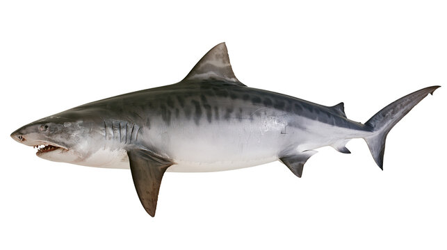 Tiger shark with dark stripes and sharp teeth, isolated on transparent background