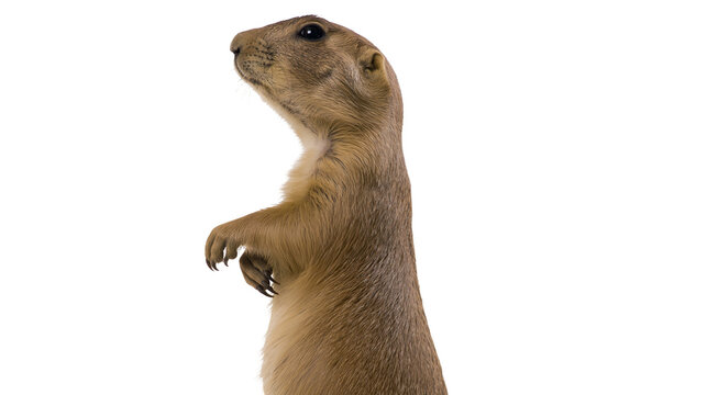 Prairie dog standing upright looking up curiously, isolated on transparent background