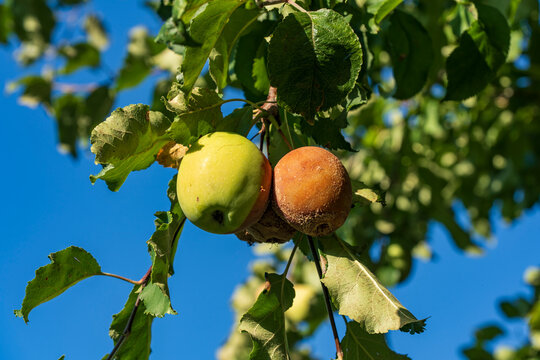 Rotten and healthy apples on a tree branch. Closeup of healthy green apple hanging next to rotten brown spoiled apple on tree branch against blue sky