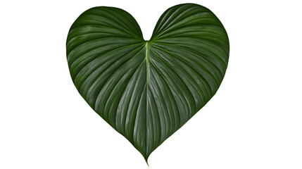 Deep green heart-shaped philodendron leaf with prominent veins, isolated on transparent background © Thomas