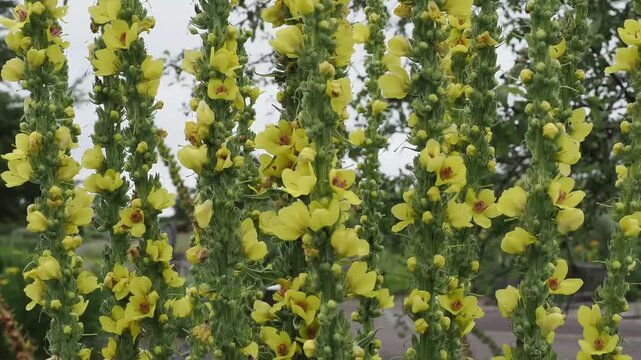 Verbascum nigrum a summer flowering plant with a yellow summertime flower commonly known as Dark Mullein, gardening stock video footage 