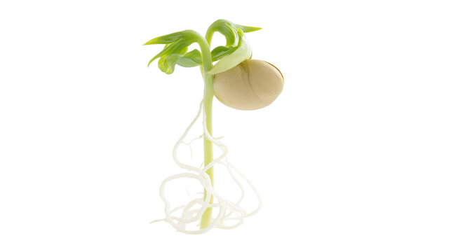 Young bean sprout with seed and roots, isolated on transparent background
