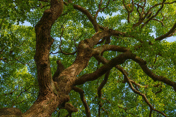 Fototapeta premium Tokyo, Japan - Oct 01 2024, panoramic view of crown of a spreading tree from below, with sunbeams and blue sky filtering through foliage, in a garden on grounds of Tokyo Imperial Palace, Tokyo, Japan