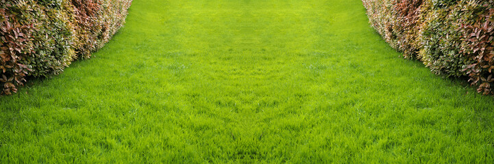 Obraz premium lawn landscaping with green grass turf in garden home Lush green grass with neatly trimmed round shrubs bushes in warm sunlight, inviting and natural Perspective view