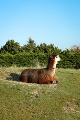 Obraz premium Alpaca resting in grass field dune landscape with blue sky and foliage background. Vertical photo of cute fluffy animal at petting zoo. Captured on Dutch island Ameland in The Netherlands.