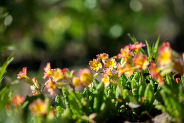 Obraz premium Colorful Primrose Flowers Blooming In Bright Spring Garden