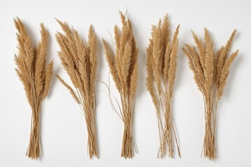 Fototapeta premium Bundled Pampas Grass Stems Aligned in a Row