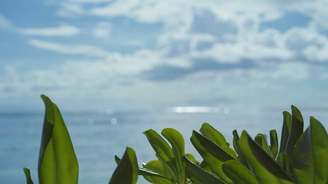 Tropical Beach with Palm Frond Framing Blurry Ocean and Bokeh Sparkles