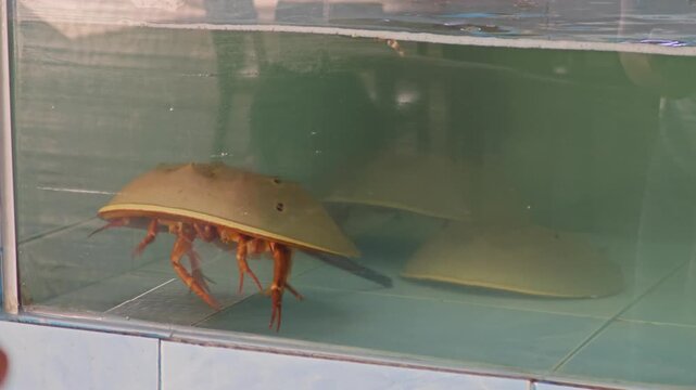 Alive horseshoe crab in the water tank at seafood market.