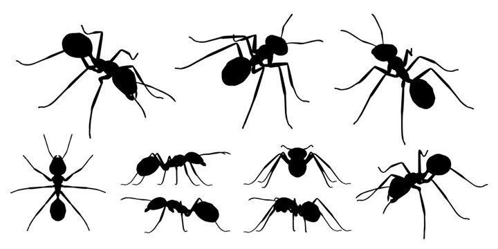 Pack of realistic vector ants from various perspectives.