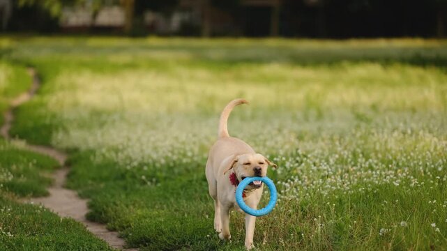 Playful Yellow Labrador Retriever Running Towards Camera with Blue Puller Toy in Mouth