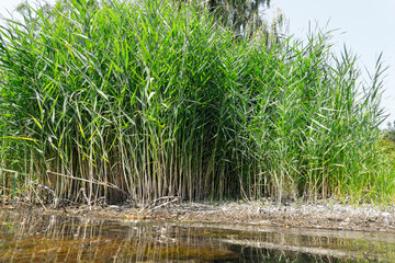 Obraz premium Growing beautiful reeds on the shore of a lake in summer