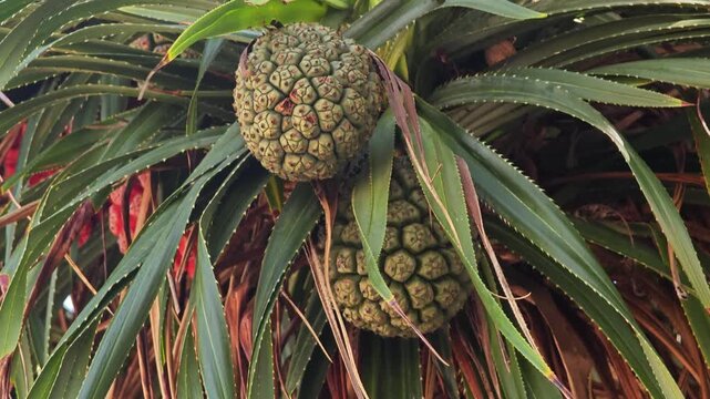Pandanus Tectorius fruit on tree at the beach.