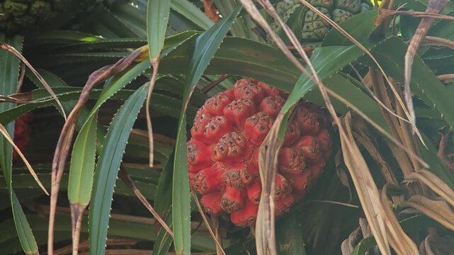 Pandanus Tectorius fruit on tree at the beach.