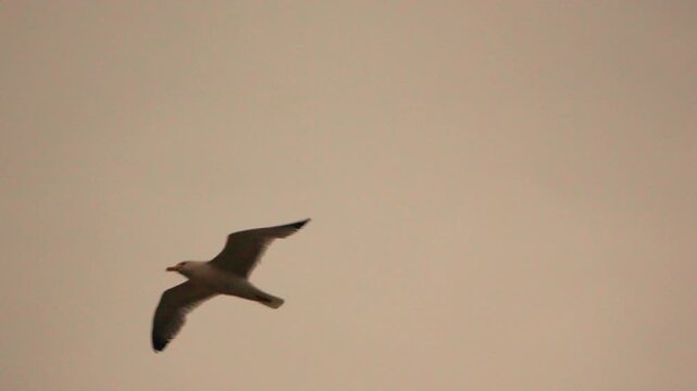 Avian flight path glides across a pale evening sky while a coastal gull travels overhead. Handheld tracking shot follows the movement.