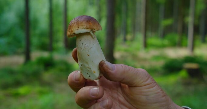 Man holds a mushroom in his hands against of a green pine forest in autumn. Porcini fresh cut edible organic fungus cep boletus edulis in woodland.