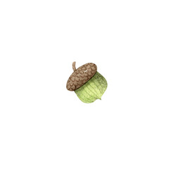 Acorn Clipart A hand-painted watercolor acorn illustration with soft earthy tones and natural woodland texture © White Rabbit Design