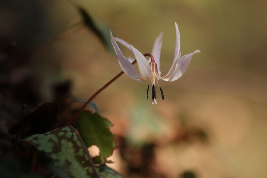 fiore di dente di cane in marzo nel bosco