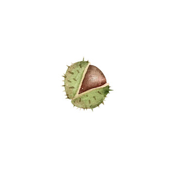 Chestnut ClipartA hand-painted watercolor chestnut in a spiky burr with soft earthy tones and natural woodland texture.