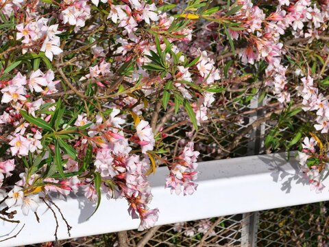 Blooming Pink Oleander Flowers by RailingDelicate pink oleander blossoms blooming near a modern metal railing and mesh fence, combining natural beauty with urban architecture.