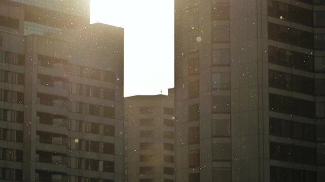 Tiny specks of poplar fluff float through the air against a backdrop of city buildings.