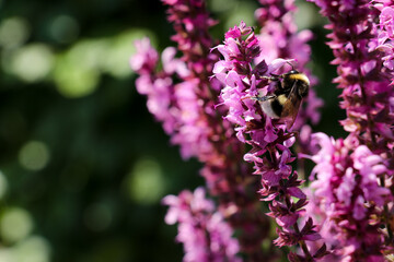 Bee collecting nectar on pink flowers. Bumble bee harvesting for honey production. Nature, gardening, insects and wild life themes. © Laura