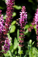 Bumblebee collecting nectar on pink flowers. Bee harvesting for honey production. Gardening, insects and wild life themes. Vertical photo fo insect in nature reserve garden. © Laura