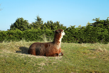 Fototapeta premium Alpaca resting in grass field dune landscape with blue sky and foliage background. Captured on Dutch island Ameland in The Netherlands. Horizontal photo of animal at petting zoo. 
