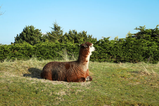 Alpaca resting in grass field dune landscape with blue sky and foliage background. Captured on Dutch island Ameland in The Netherlands. Horizontal photo of animal at petting zoo. 