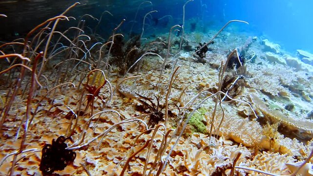 coral reef with hard corals in indonesia
