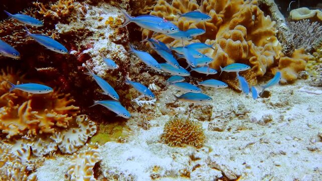 Group of yellow tail fusilier, Caesio cuning, swimming slowly above the beautiful Cabbage Leather Coral on the reef edge. Deep blue ocean water in background