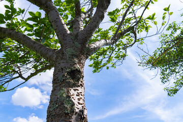 Fototapeta premium Strong tree trunk branching into a green canopy under blue sky