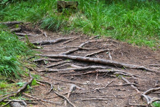 Hiking trail tripping hazard - tree roots on path. Alpi Carniche mountains in Italy.